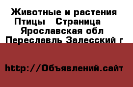 Животные и растения Птицы - Страница 2 . Ярославская обл.,Переславль-Залесский г.